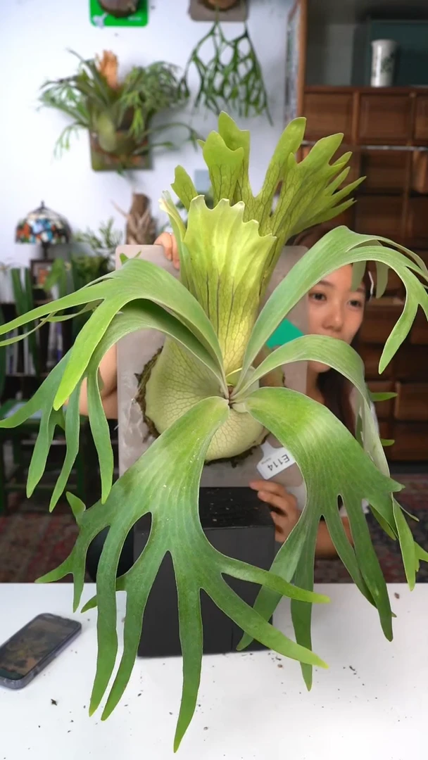 不开花植物E114-千手观音鹿角蕨亚成