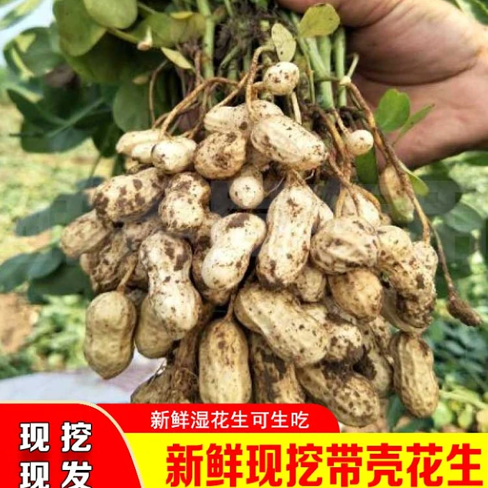 新鲜现挖带壳湿花生可生吃水煮农家自种当季花生