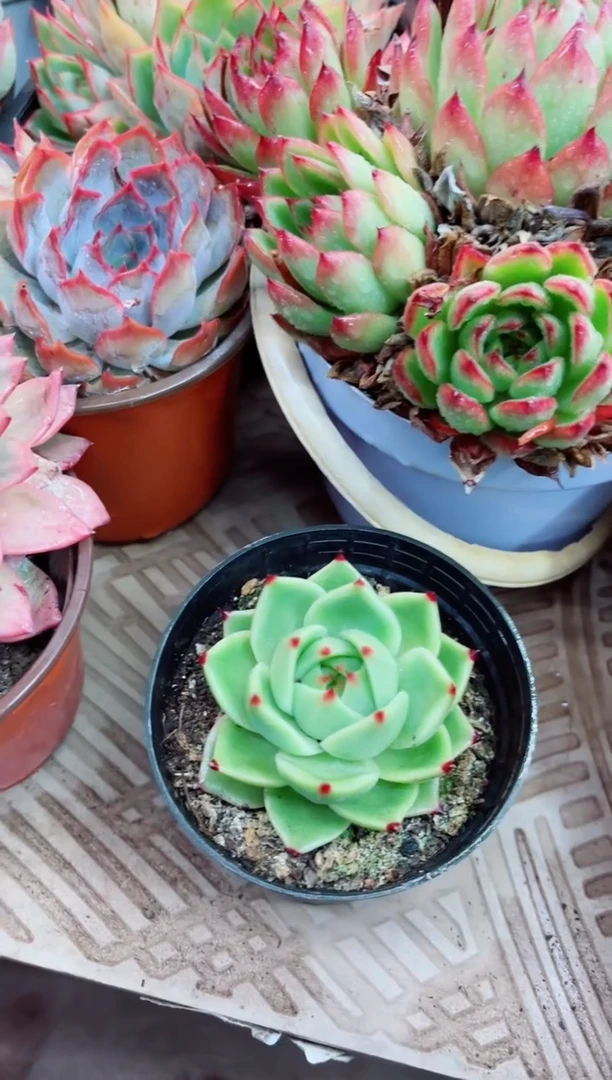 10012多肉植物一物一拍