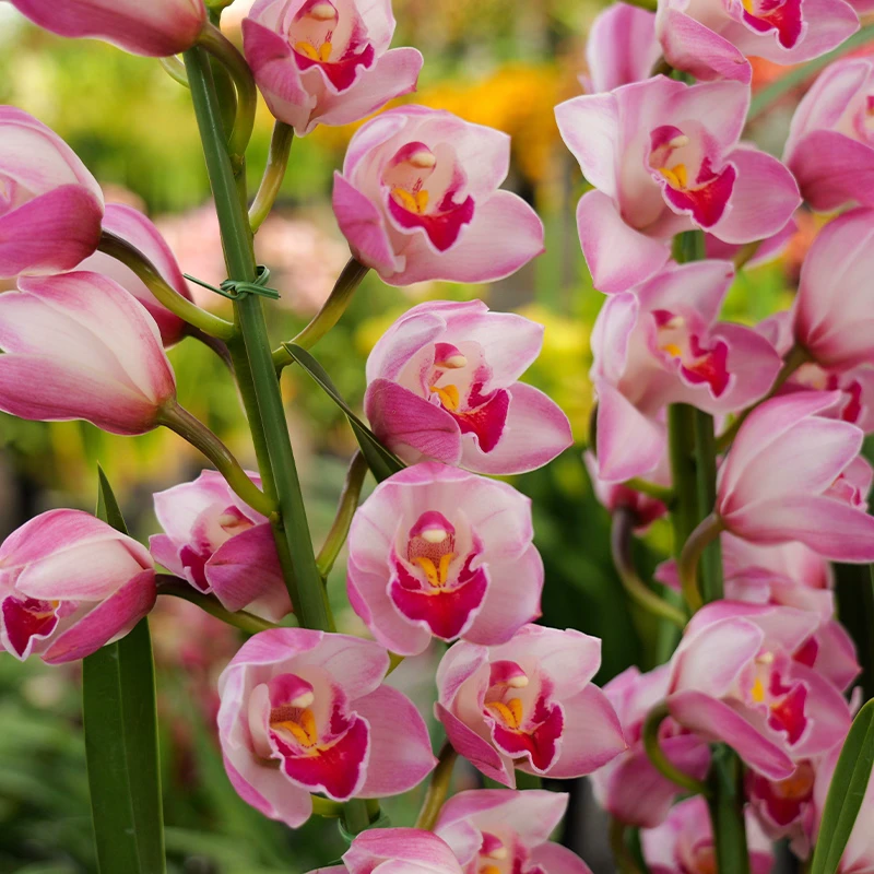 大花蕙兰【檀香兰】盆栽室内基地直发（不支持已发货仅退款）顺丰包邮