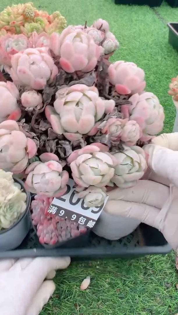 【闪购商品】信福多肉一物一拍