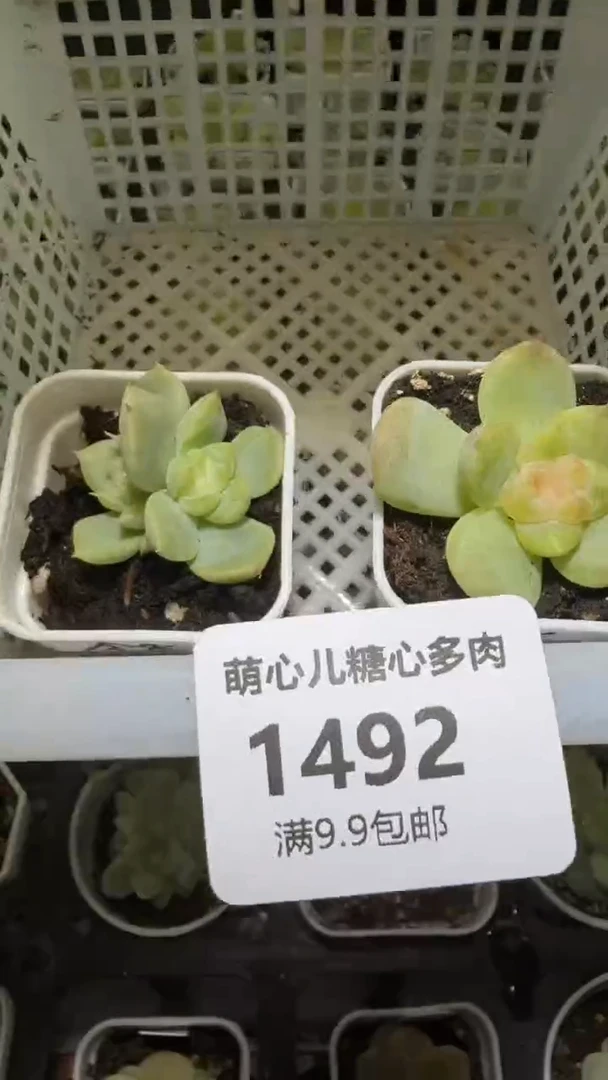 1492 多肉植物多肉植物