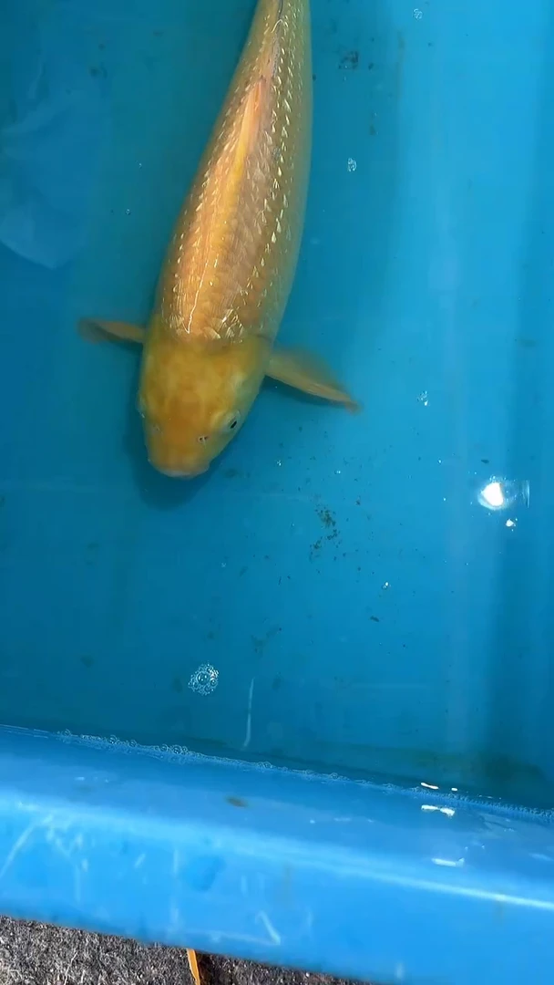 锦鲤太饱锦鲤36cm-45cm不包邮到付