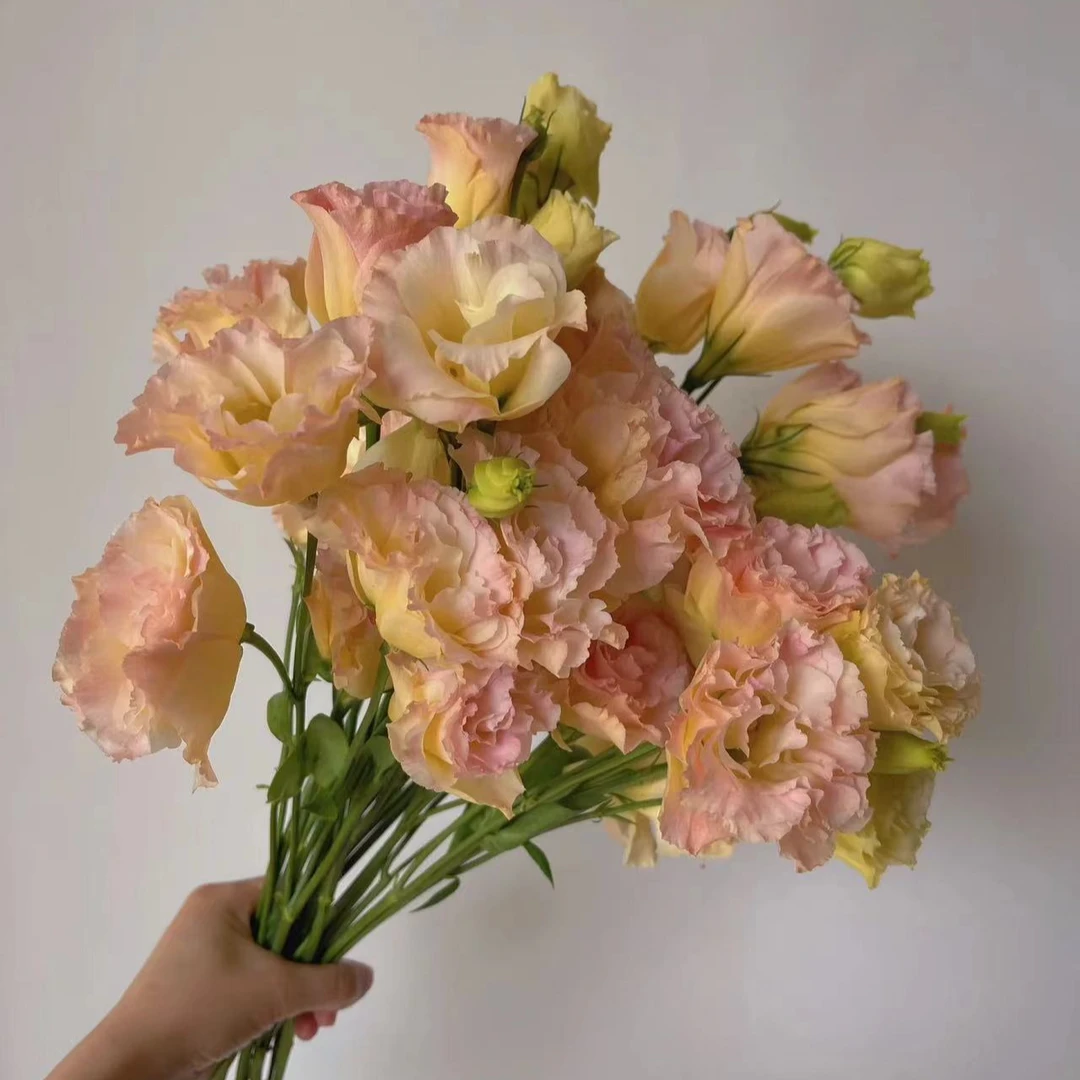 【之桃花卉】香槟色洋桔梗水养鲜切花  云南昆明发货  一单包邮