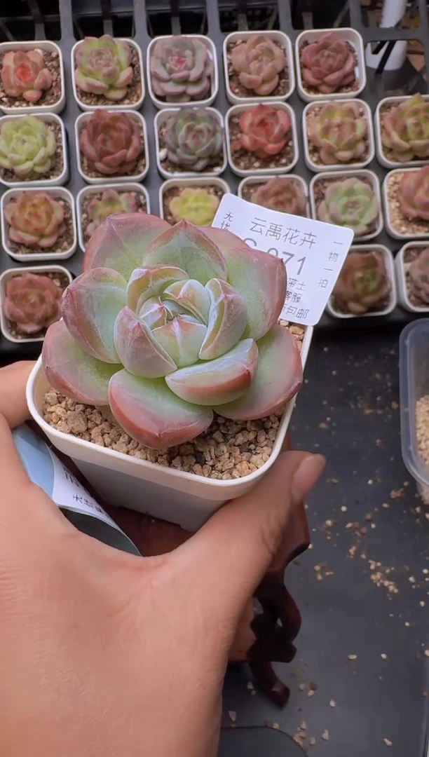 071盆土发 当场拍3颗以上包柚 多肉植物 一物一拍