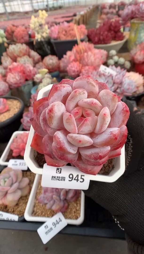 945雪天使多肉植物一物一拍