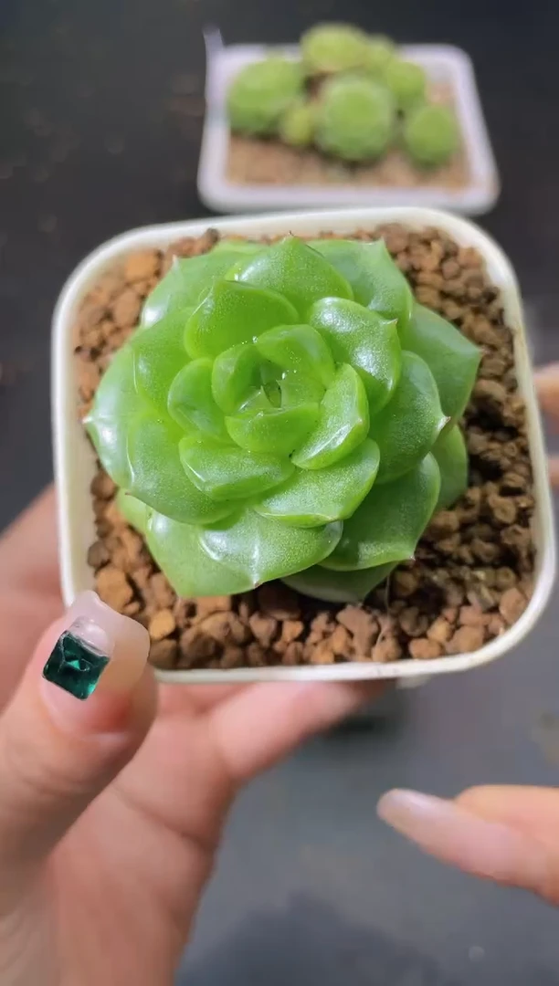 057翡700量拍发一颗