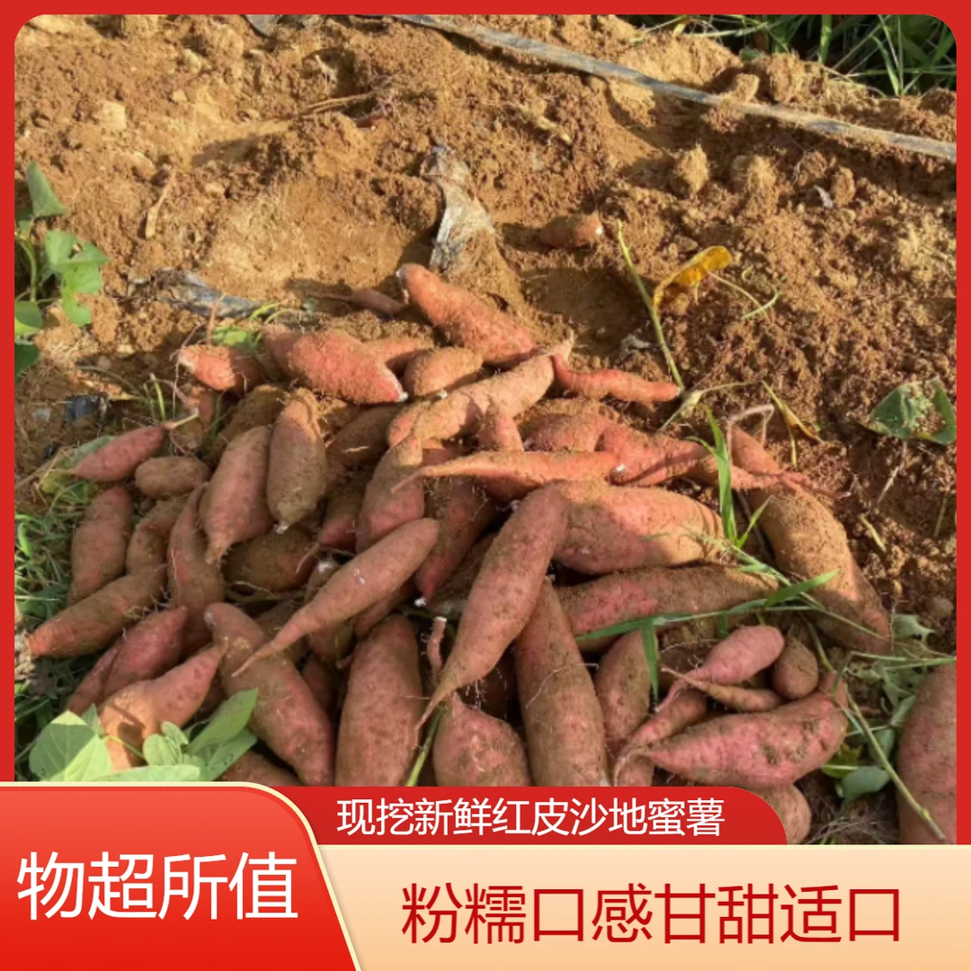 [临沭供销优选]山前沙土鲜红薯富硒北纬35°糯甘甜济薯26地瓜5斤装