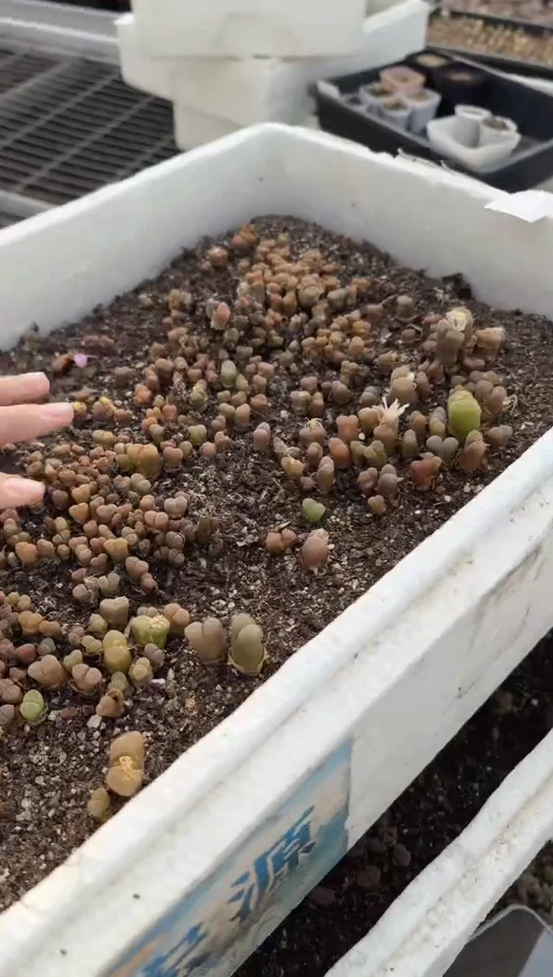 多肉植物肉锥脱土发31-174