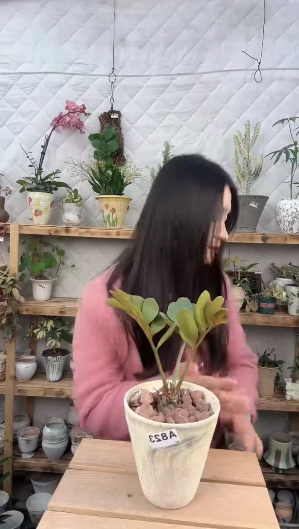 无花朵823墨西哥铁苏铁加盆一套