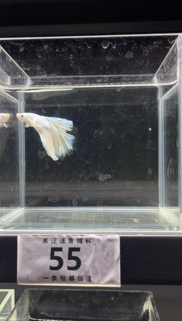 斗鱼直播竞拍链接55