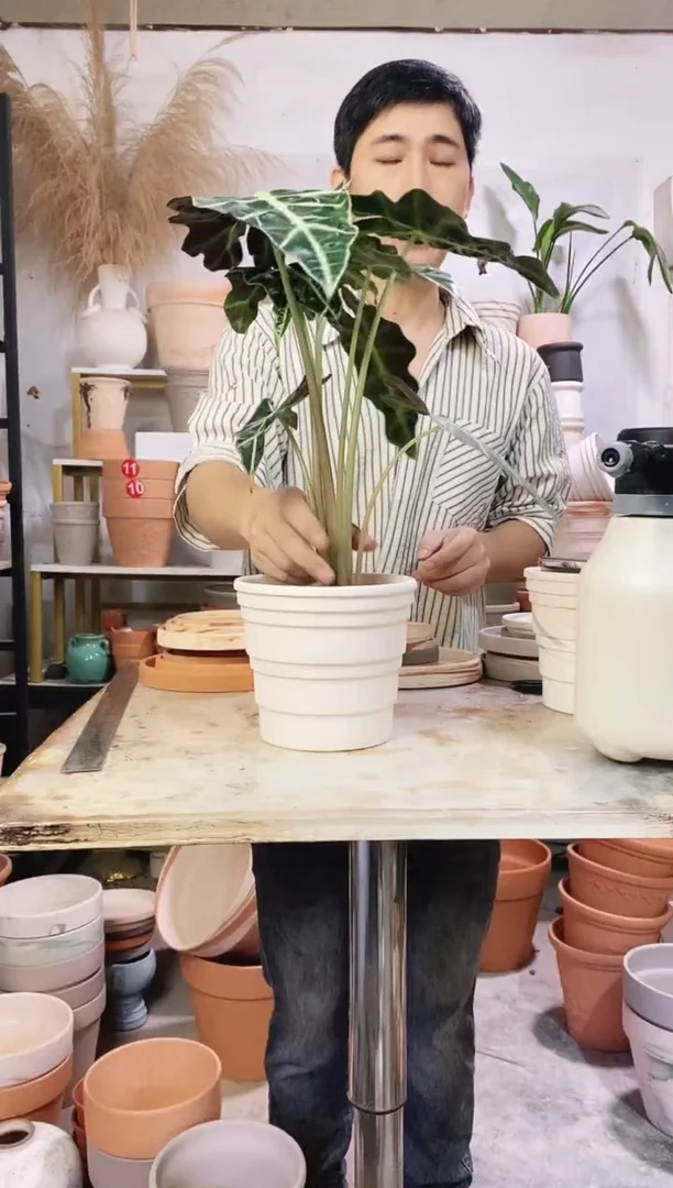 16*14白色竹节 1盆无托