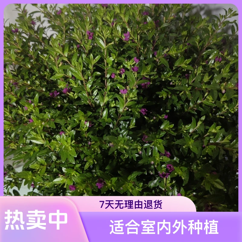满天星石楠花盆栽造型美观四季开花室内外好养花卉
