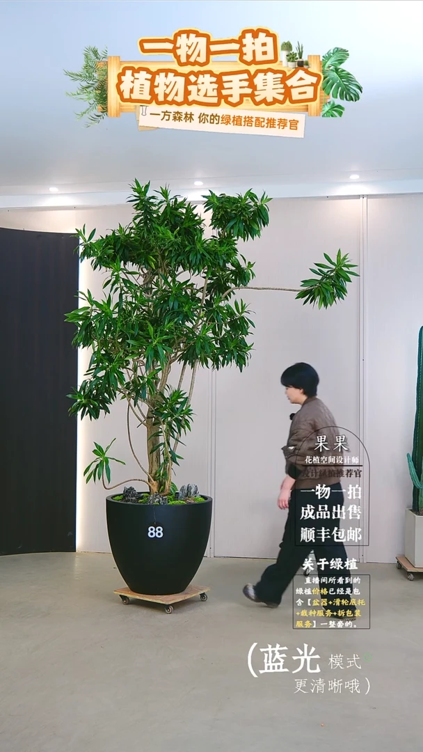 无花朵G**i大老桩百合竹连盆种好栽好一整套送货上门