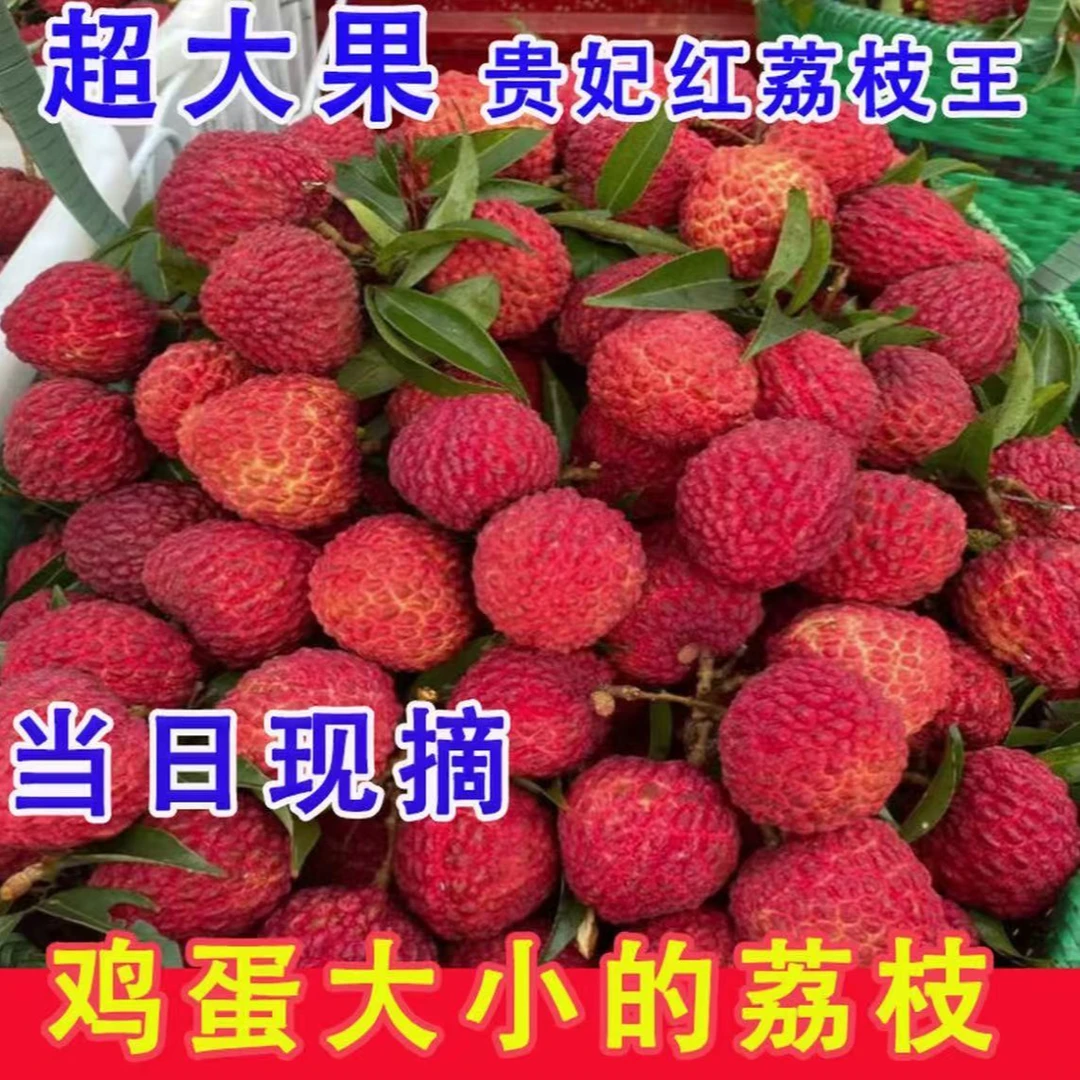 广西贵妃红荔枝王荔枝水石红荔枝稀有品种荔枝武乐镇水石村特产荔枝同城送