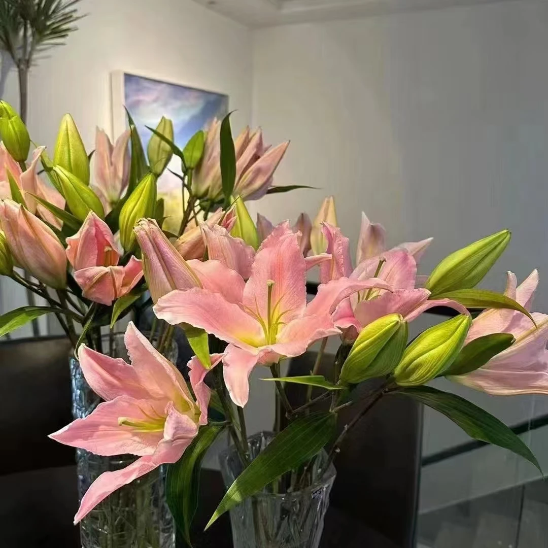 （粉天使）百合东北鲜花原产地直发鲜花鲜切花顺丰包邮