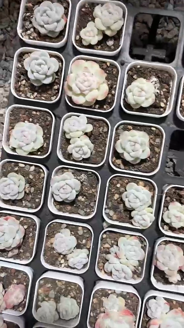 【闪购商品】746多肉