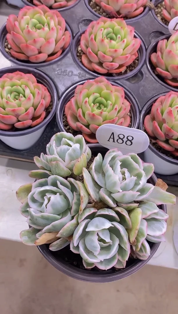 【闪购商品】A88-伯克利锦老桩5头脱土发