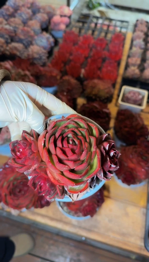 120#红灯带3崽（11-13cm）脱土