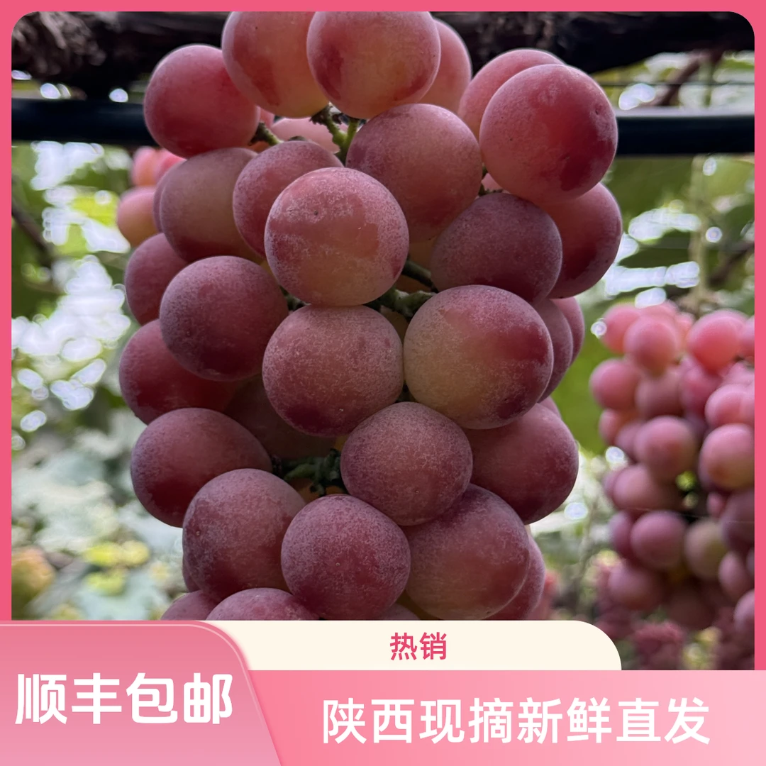 【女葡农场】妮娜皇后葡萄爆甜多汁新鲜顺丰京东包邮