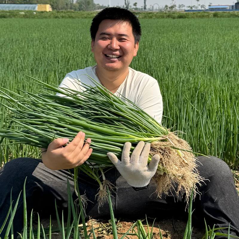 【爱心助农】宁夏露天小葱4斤净重中通包邮香葱蘸酱吃生吃炒菜