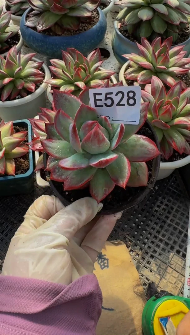 E528惊鸿仙子（裸根发货）------