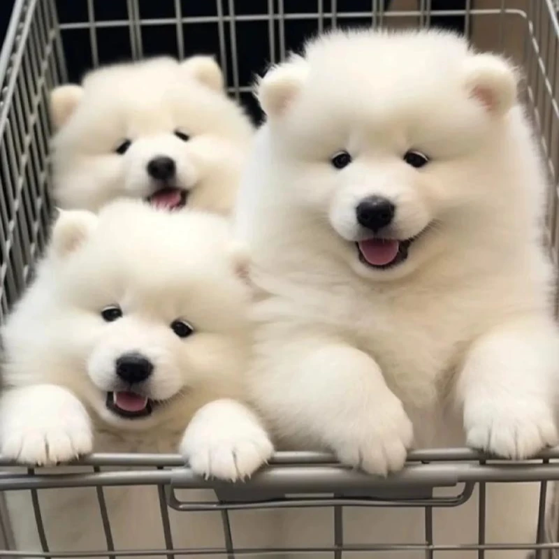 襄阳绿地犬舍直销精品萨摩耶幼犬 纯种健康