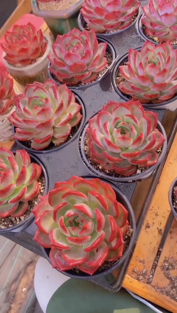 A382-母本夜魔侠10cm脱土发（量拍