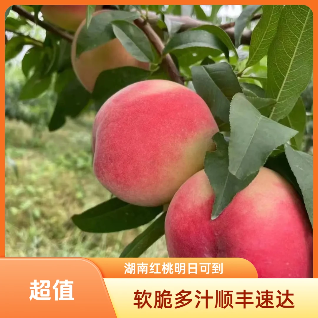 【顺丰明日送到家】红不软脆桃新鲜多汁湖南省