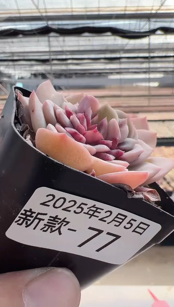 【闪购商品】新款多肉-77