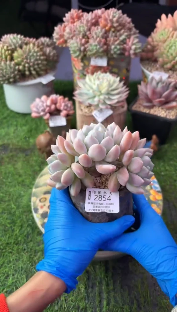 昆明印象多肉2854