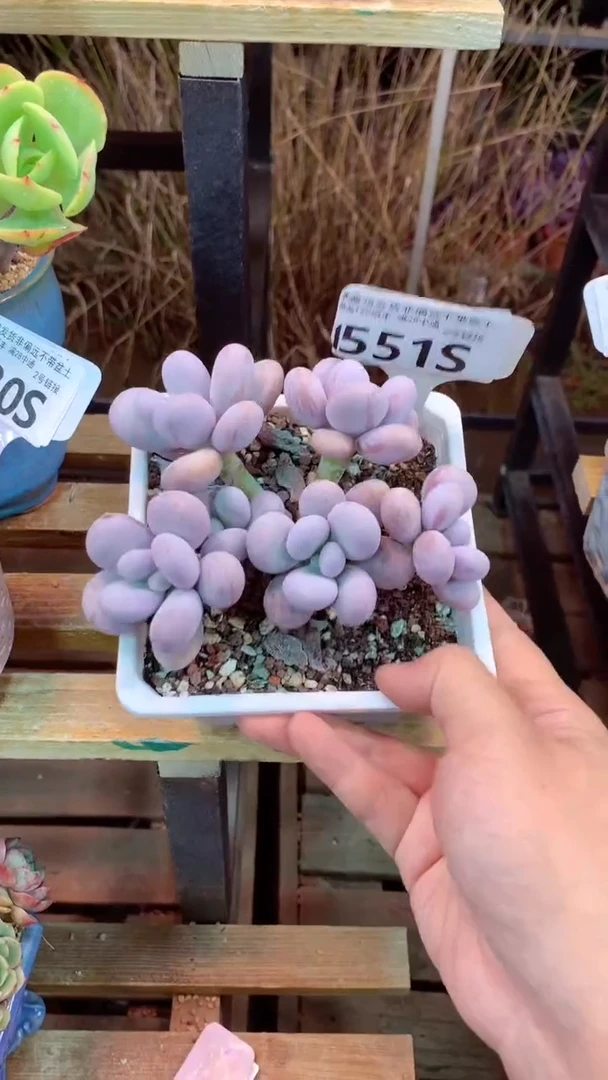 551S(一物一拍实付满28发货，默认不带盆土）