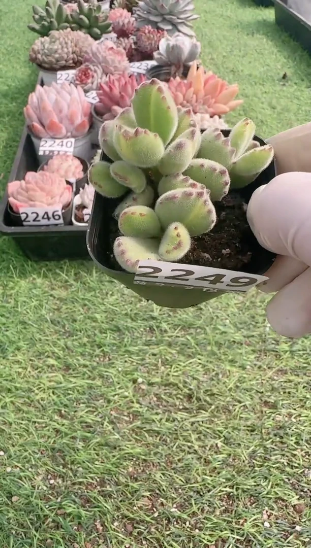 【闪购商品】信服多肉一物一拍