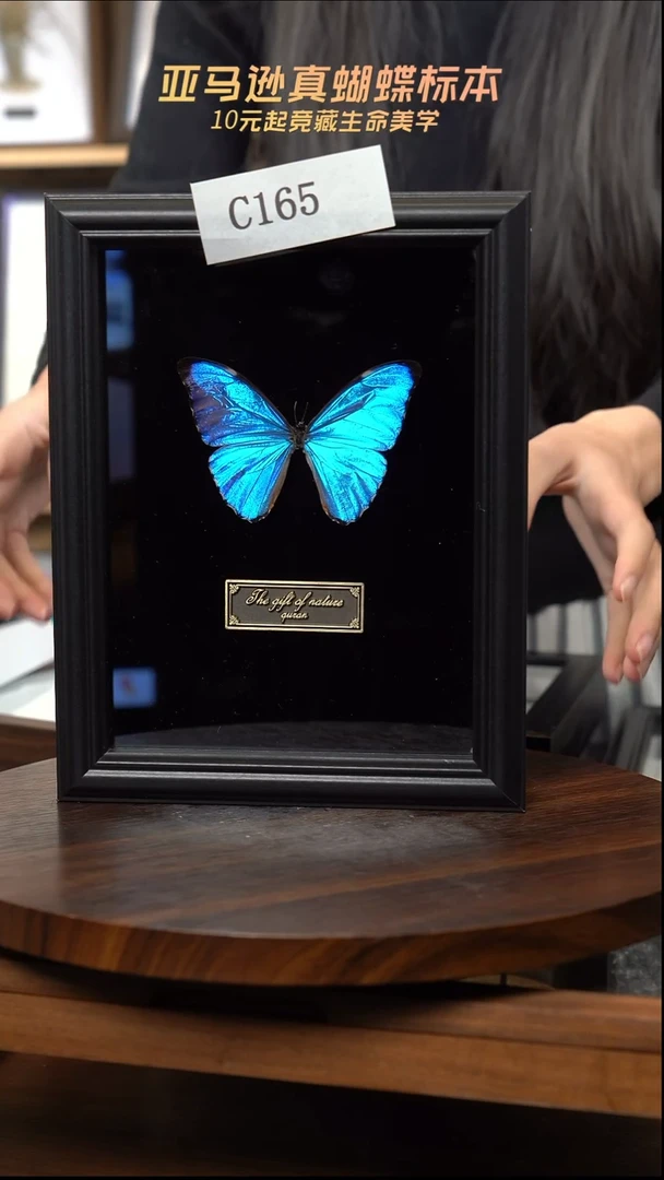 黎明蝴蝶标本摆件竞拍c165