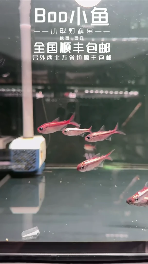 灯科鱼屁*晏白金红月满金发色2条4cm+