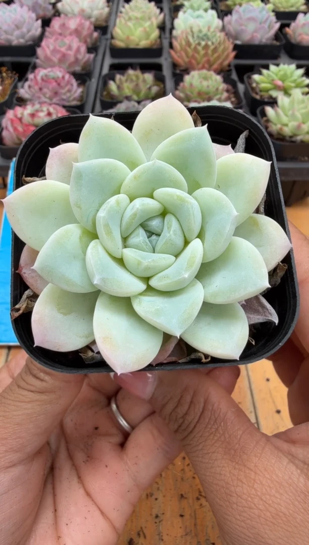 东云多肉园二店-36