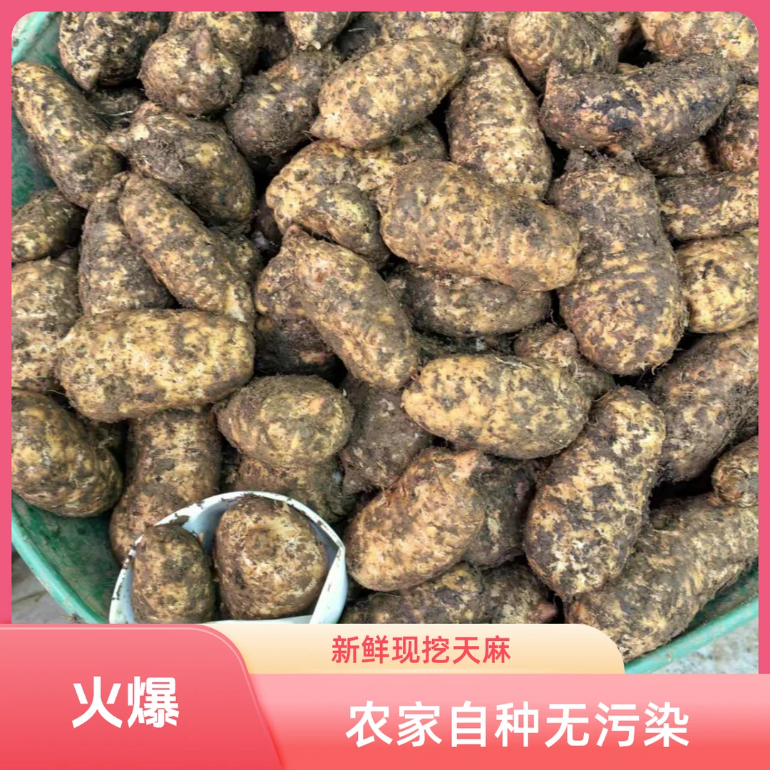 【天麻】正品云南昭通小草坝高山仿野生种植新鲜天麻活天麻生鲜天麻