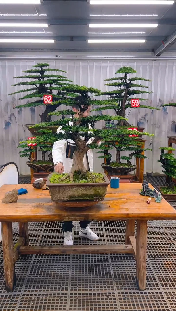 无花朵蘇精品盆景直播间一物一拍