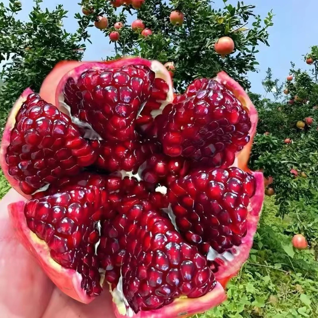 四川会理软籽石榴新鲜当季水果爆甜多汁不吐籽一级突尼斯软籽石榴