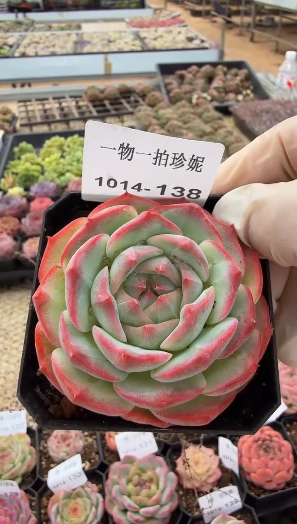 珍妮多肉1014-138