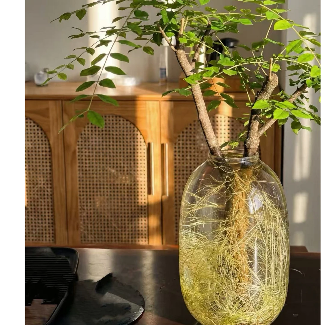 小叶女贞鲜切枝水培绿植遇水生根室内好养绿植