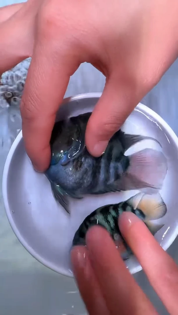 鹦鹉鱼宝蓝1对