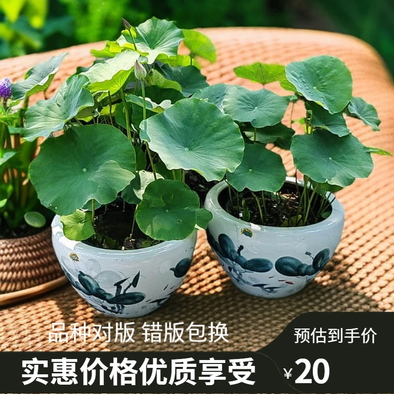 观赏荷花苗 荷花种苗 碗莲种子 盆栽荷花种藕 中大型品种荷花种苗