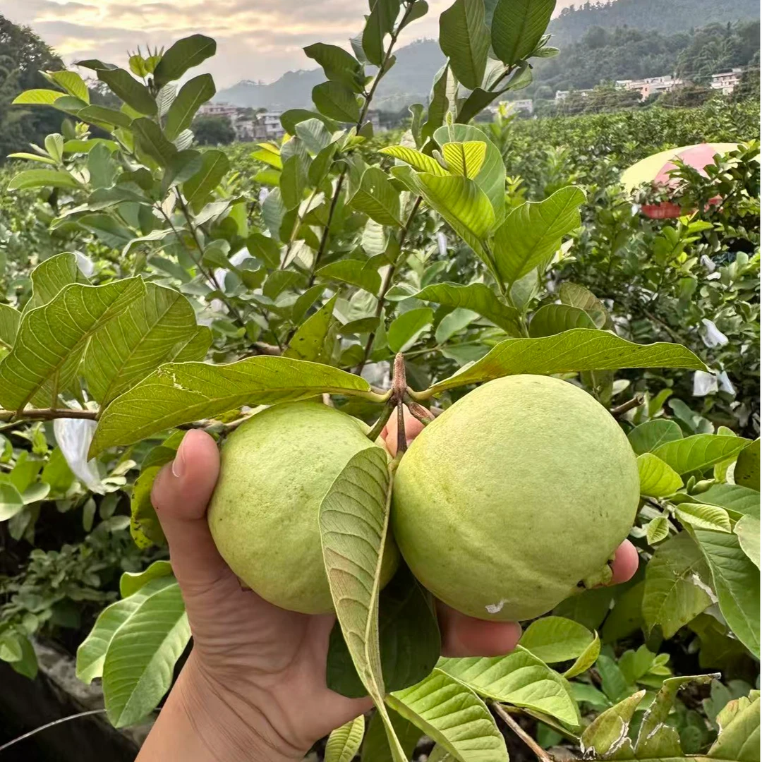 广东产地直发新鲜现摘白心珍珠芭乐番石榴口感清脆香甜果肉多汁