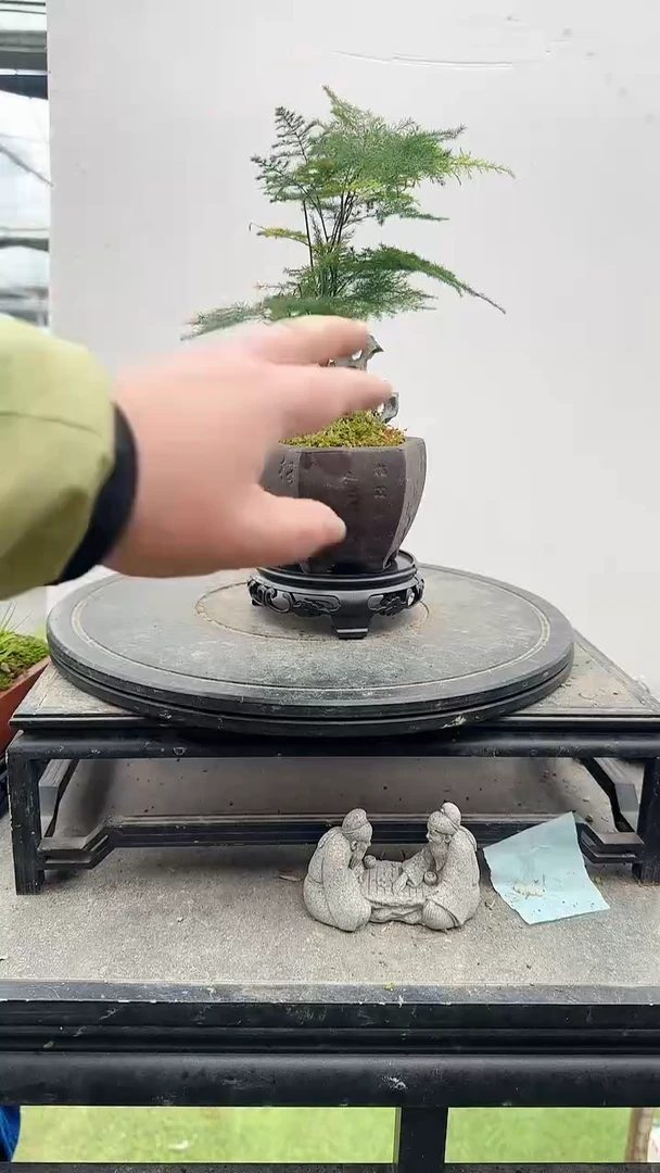【闪购商品】文竹 790