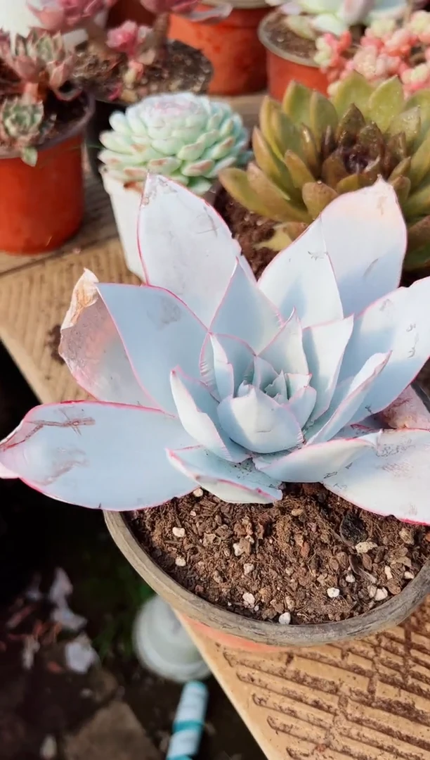 ?**?多肉植物一物一拍28024