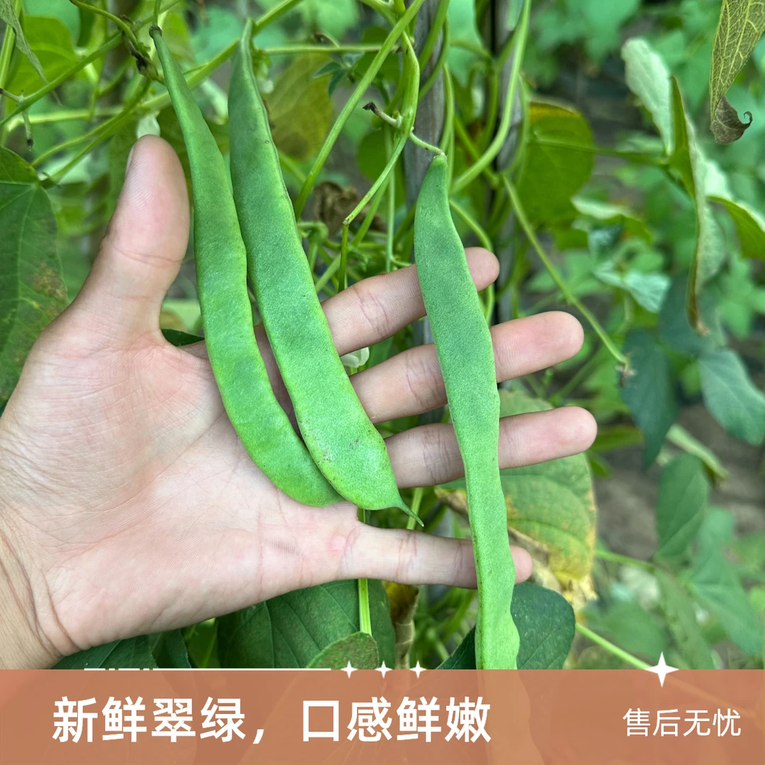 四扁豆角新鲜采摘炒菜凉拌农家自种