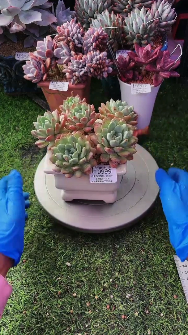 昆明印象多肉10999