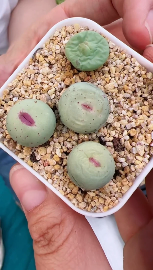 芭比粉红嘴一颗