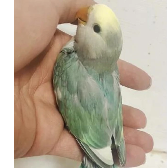 手养多色花桃牡丹鹦鹉